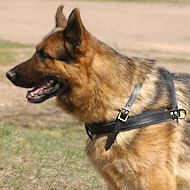 Tracking/Pulling Leather Dog Harness For German shepherd