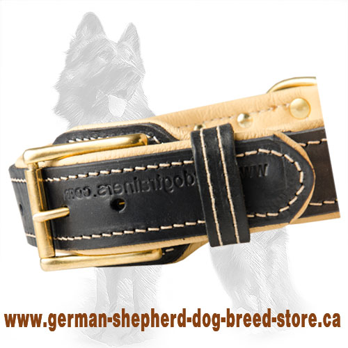 ... Spiked Leather Dog Collar Brass Buckle on German Shepherd Collar
