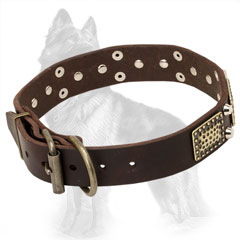 Buckled Leather German-Shepherd Collar with Brass Plates and Nickel Pyramids