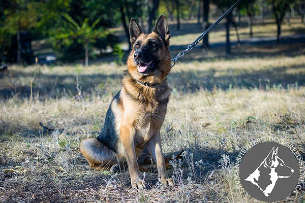 German-Shepherd leather collar of high quality adorned with plates for any activity