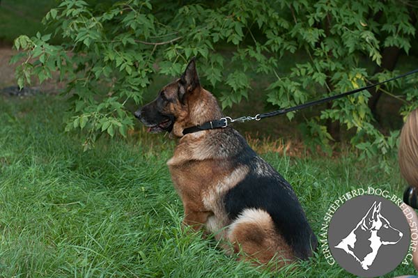 German-Shepherd leather collar with strong nickel plated hardware for improved control