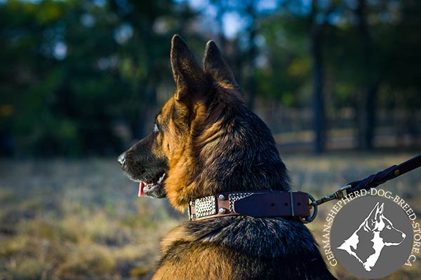 Designer Leather Dog Collar with War Style Decor