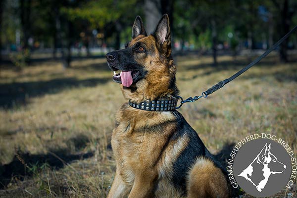 Studded Leather German-Shepherd Collar with Steel Nickel-plated Fittings