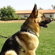 tracking pulling dog harness for german shepherd