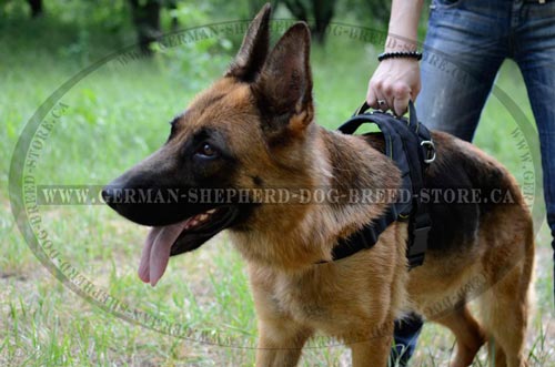 Comfortable Pulling Harness On German-Shepherd Dog