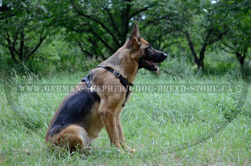 German-Shepherd Dog Harness with Comfortable Shape