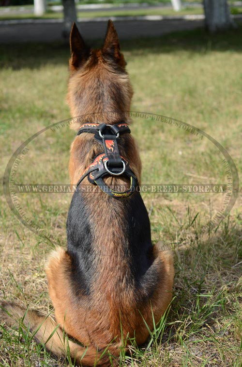 Hand Painted Leather Dog Harness on German-Shepherd