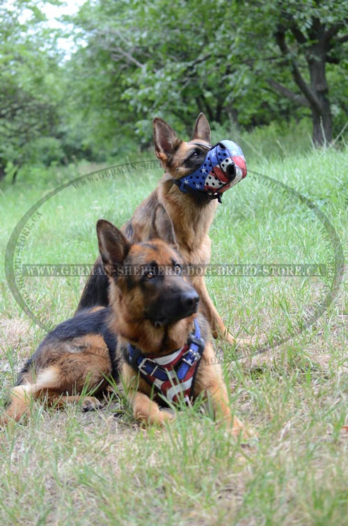 American Pride Painted Dog Muzzle and Harness for German-Shepherd