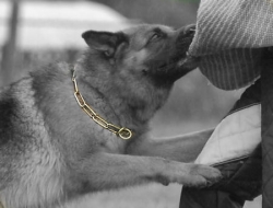 german shepherd choke collar