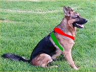 size dog harness gsd