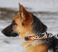 GSD Leather dog collar - Hand painted by our artists