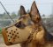 Original Leather Agitation Muzzle for German Shepherd