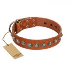 "Silver Spike" Handmade FDT Artisan Tan Leather German Shepherd Collar with Old Silver-Like Spikes