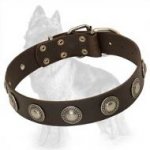 Gorgeous Wide Leather German Shepherd Collar with Silver Circles