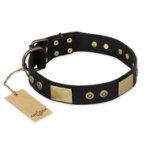 "Spanish night" FDT Artisan Fashionable Leather Walking German Shepherd Collar