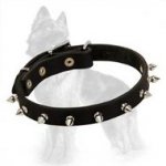 German Shepherd Leather Collar with Nickel Plated Spikes
