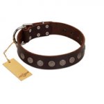 "Starry-Eyed" Best Quality FDT Artisan Brown Designer Leather German Shepherd Collar with Small Plates