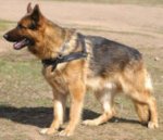 German shepherd Tracking/Pulling Leather Dog Harness