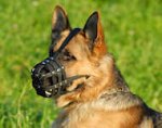 Best Walking leather dog muzzle German Shepherd /gsd muzzle
