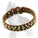 German Shepherd Leather Dog Collar with Glossy Brass Spikes and Nickel Half-Ball Studs