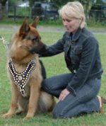 GSD Royal Dog Harness - Exclusive Design Studded Leather Harness