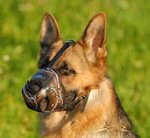 German Shepherd Leather Dog Muzzle Barbed Wire Painted