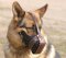 Training Leather dog muzzle For German Shepherd-Working Muzzle M55