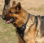Leather Agitation Dog Harness for German Shepherd - Training Dog Harness