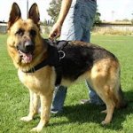 Patrol nylon dog harness for German Shepherd