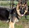 German shepherd puppy dog harness- leather padded dog harness