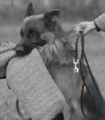 Handcrafted leather dog lead for training and tracking,walking