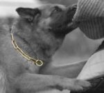 Curogan Fur Saver Dog Collar for German Shepherd Herm Sprenger