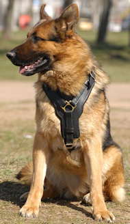 German shepherd dog muzzle