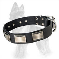 German Shepherd Buckled Leather Dog Collar with Carved Massive Nickel Plates