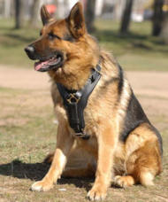 Exclusive Luxury Handcrafted Padded Leather Dog Harness H10 1098 Exclusive Luxury Harrness German Shepherd Harnesses German Shepherd Muzzles German Shepherd Collars Dog Leashes German Shepherd Equipme...