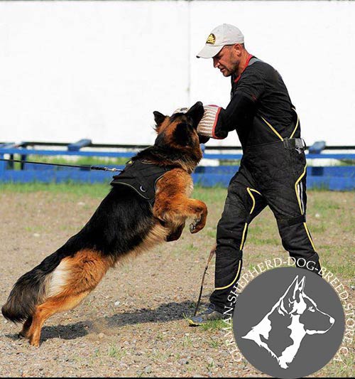 Nylon dog harness for efficient training