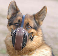 German shepherd dog muzzle