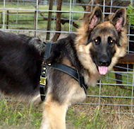 German shepherd puppy dog harness- leather padded dog harness