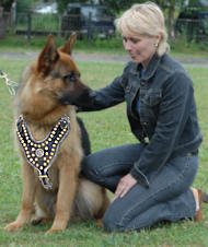 GSD Royal Dog Harness - Exclusive Design Studded Leather Harness
