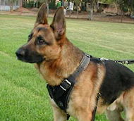 German Shepherd Protection Attack Leather Dog Harness