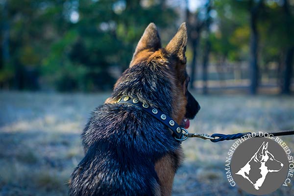 Dainty Leather German-Shepherd Collar with Small Circular Studs