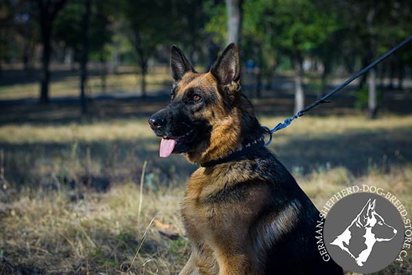 Studded Leather German-Shepherd Collar 