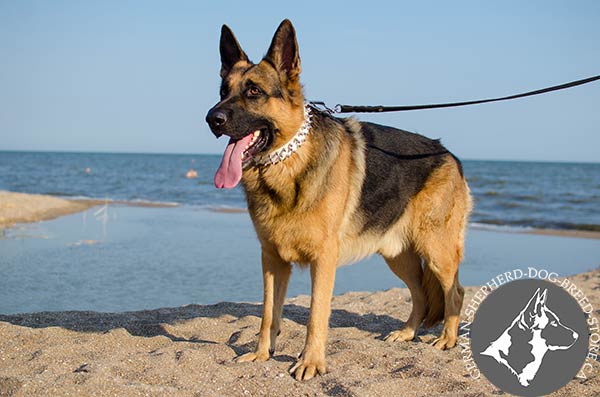 Designer Spiked Leather German-Shepherd Collar for Elegant Dogs