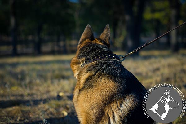 Extraordinary Leather Dog Collar with Durable Brass Hardware