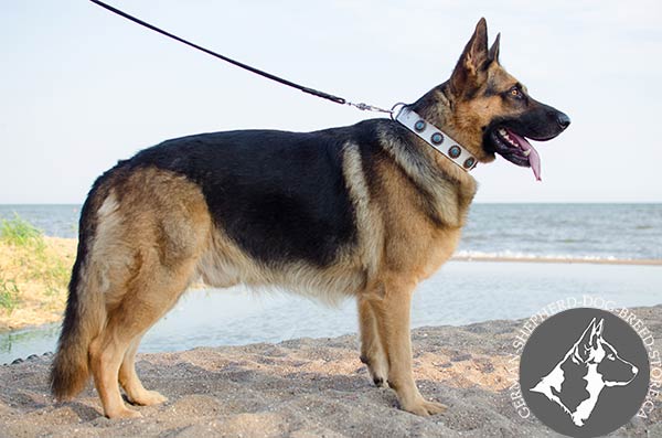Fashionable Decorated Leather Dog Collar in White 