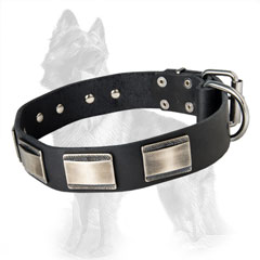 German-Shepherd Leather Collar Decorated with Elegant Massive Nickel Plates