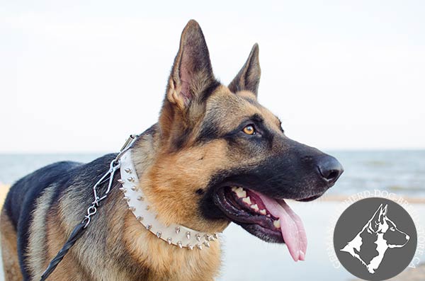 Posh White Leather German-Shepherd Collar with Nickel-plated Spikes