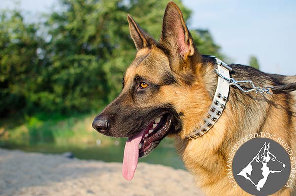 Strong Leather Dog Collar with Rust-proof Hardware