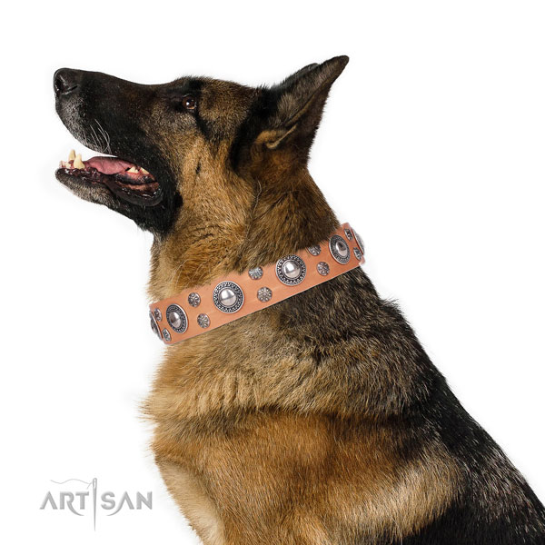 Daily walking embellished dog collar of fine quality natural leather