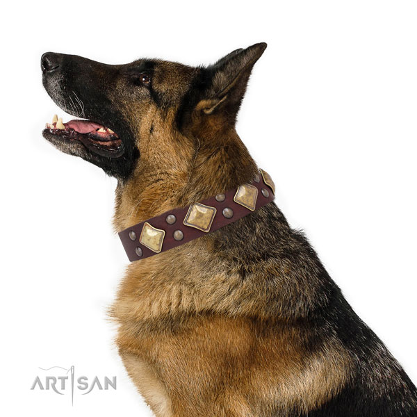 Fancy walking embellished dog collar made of strong leather